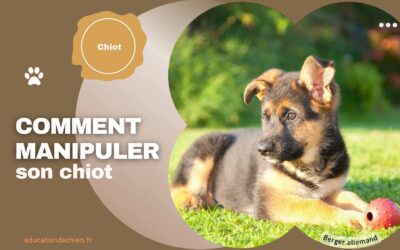 Comment manipuler son chiot ?