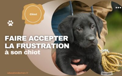 Apprendre à faire accepter la frustration à son chiot