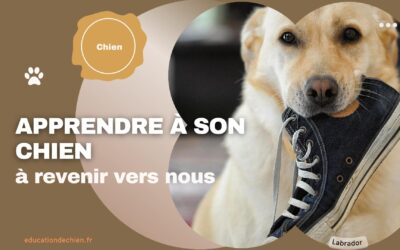 Comment apprendre à son chien à revenir vers nous le plus rapidement possible ?