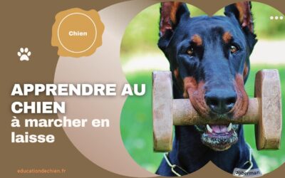 Apprendre au chien à marcher en laisse
