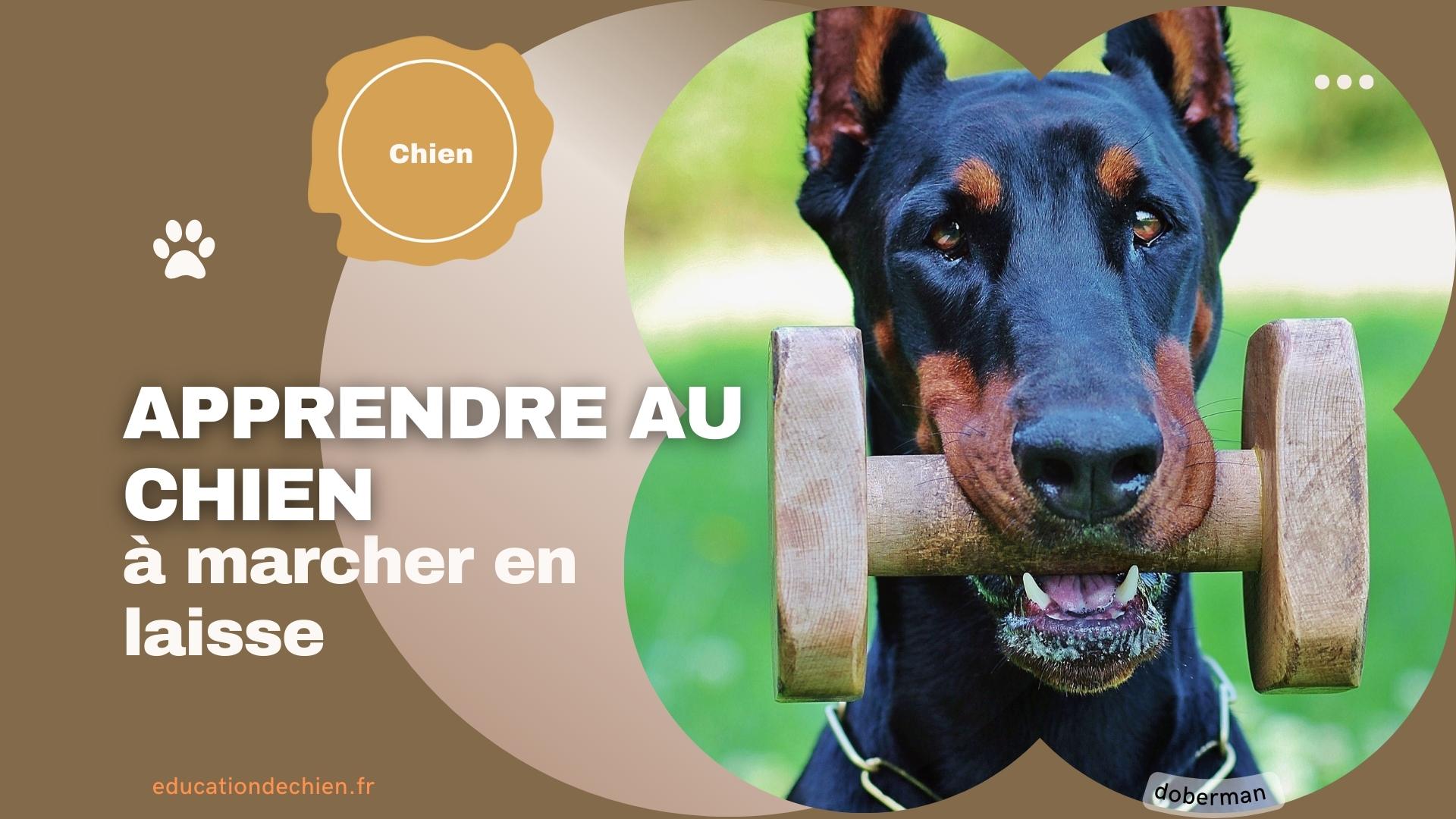Doberman
