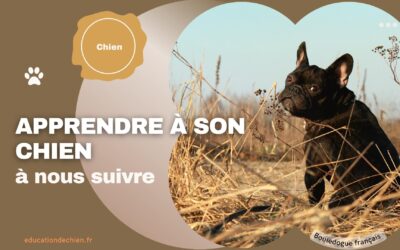 Apprendre à son chien à nous suivre grâce au jeu de la cachette