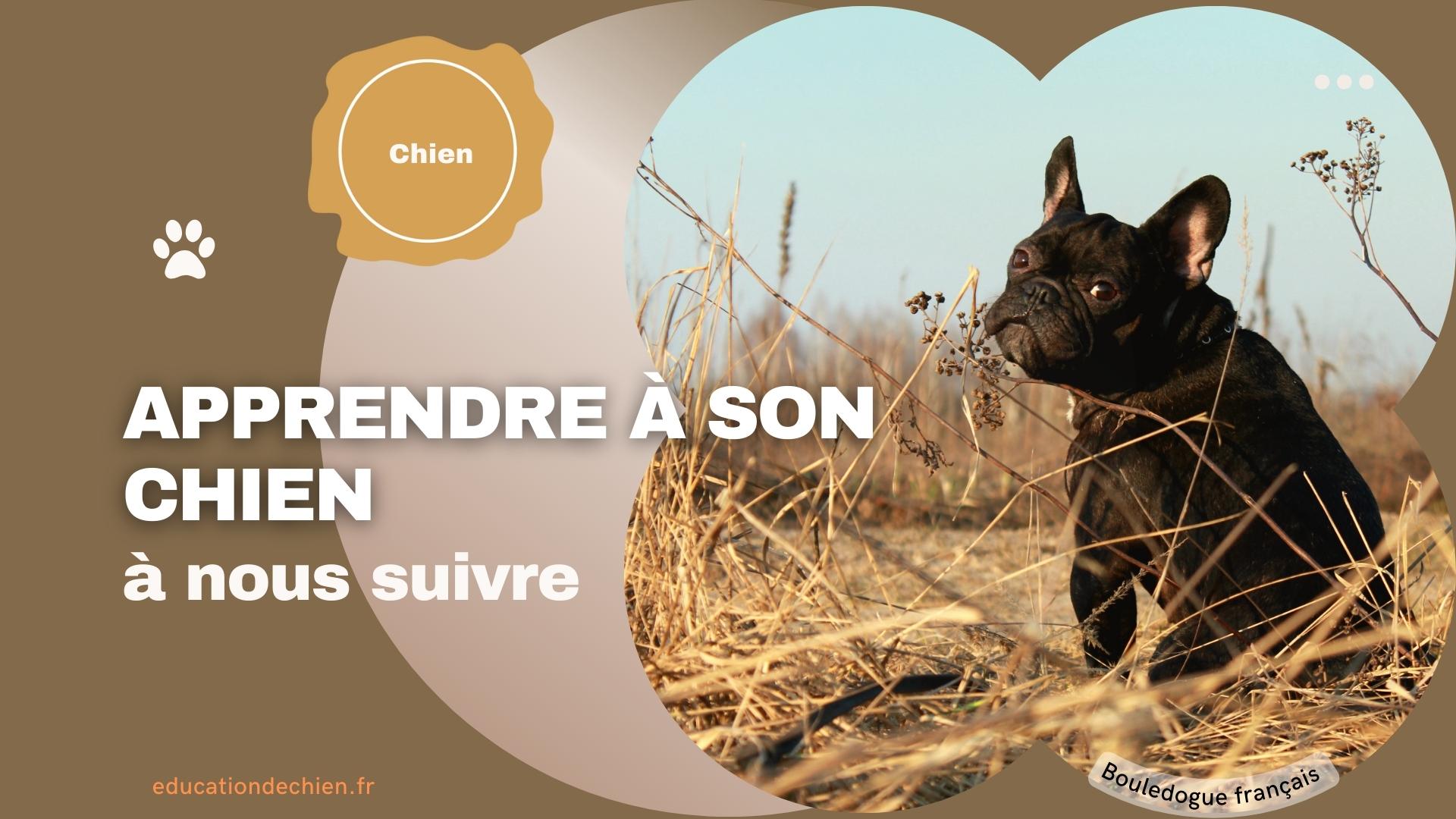 Bouledogue français