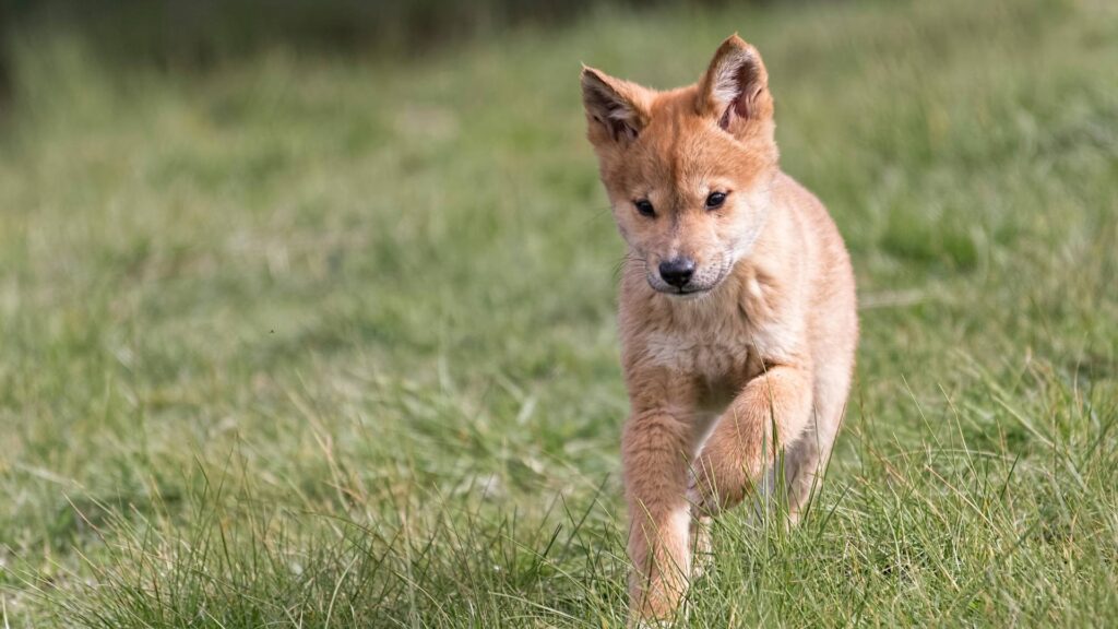apprendre propreté chiot
