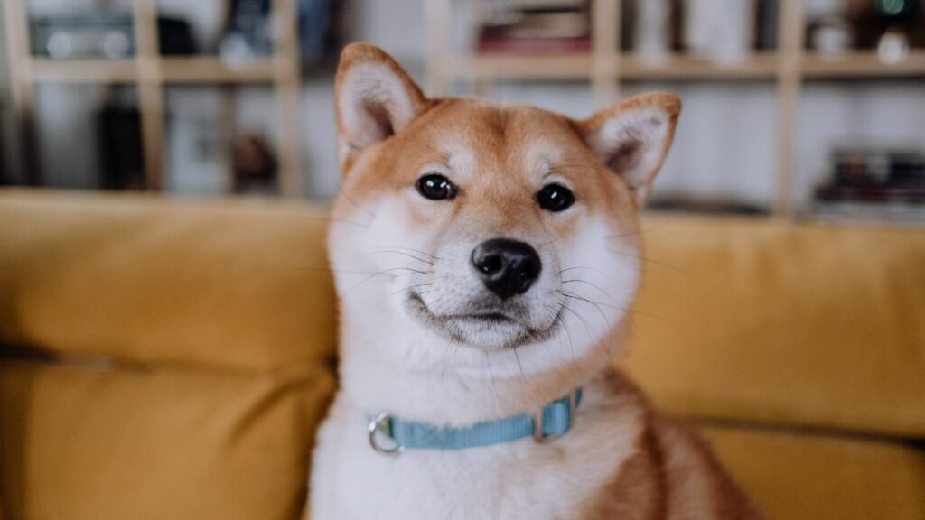 attention du chien