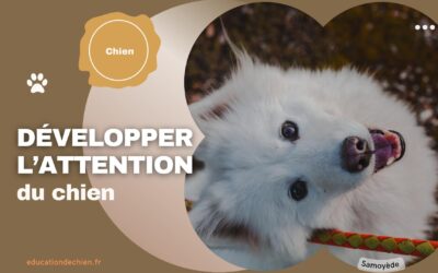 Développer l’attention du chien