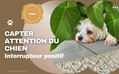 Capter l’attention du chien avec l’interrupteur positif