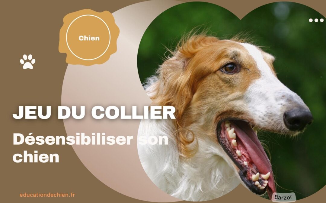 Désensibiliser son chien grâce au jeu du collier