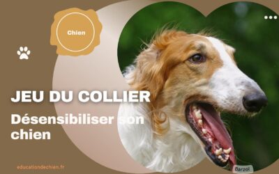 Désensibiliser son chien grâce au jeu du collier