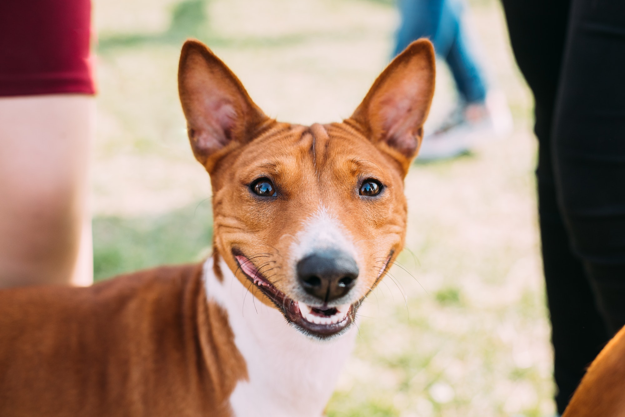 Chien entrainement clicker