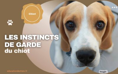 Prévenir les instincts de garde du chiot