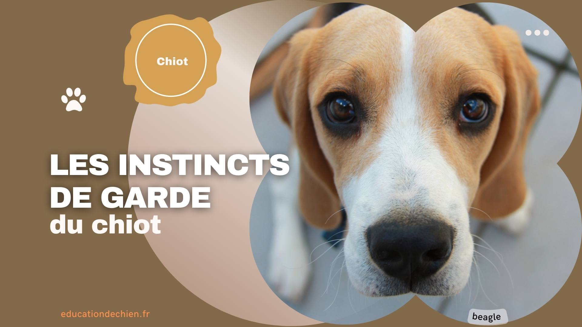 beagle