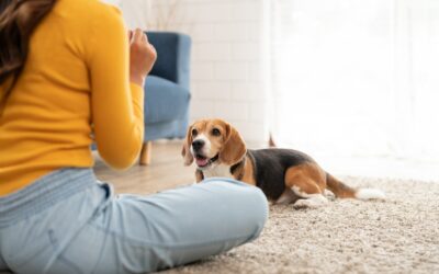 Apprendre la position « couché » à son chien