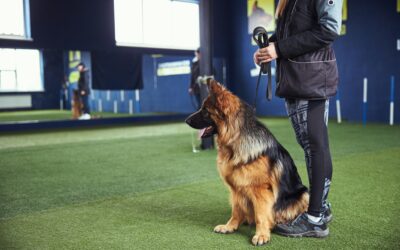 L’éducation du chien