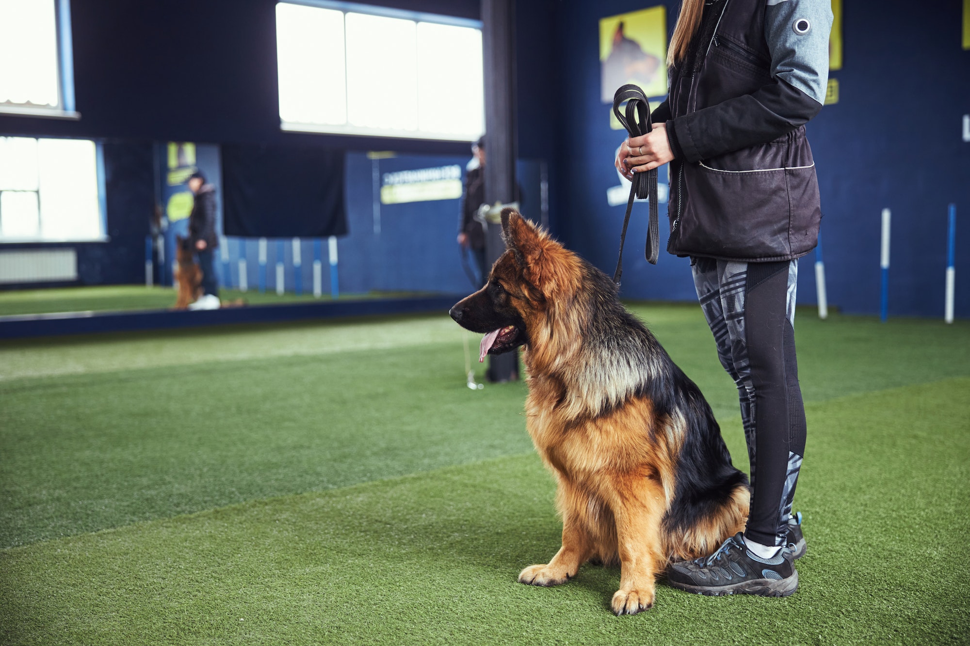 Cours de dressage pour un malinois adulte