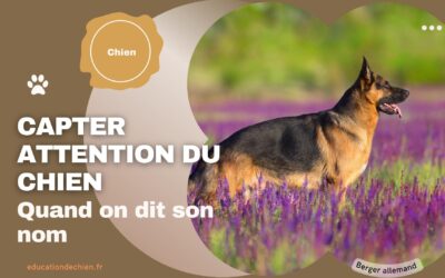 Comment capter l’attention de son chien quand on dit son nom ?