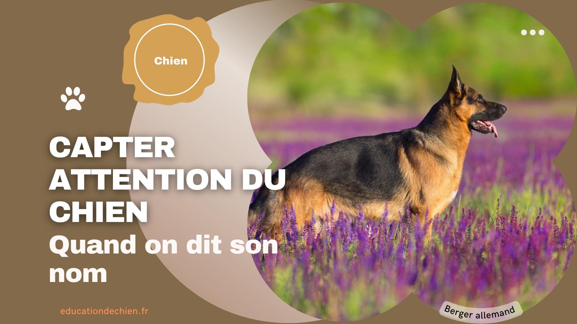 Berger allemand