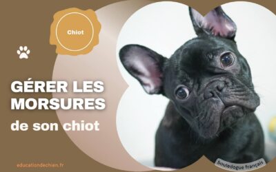 Gérer les morsures de son chiot
