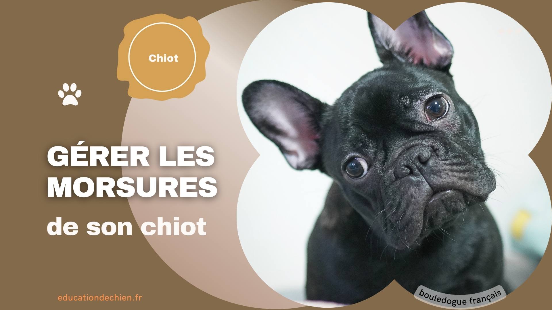 bouledogue français