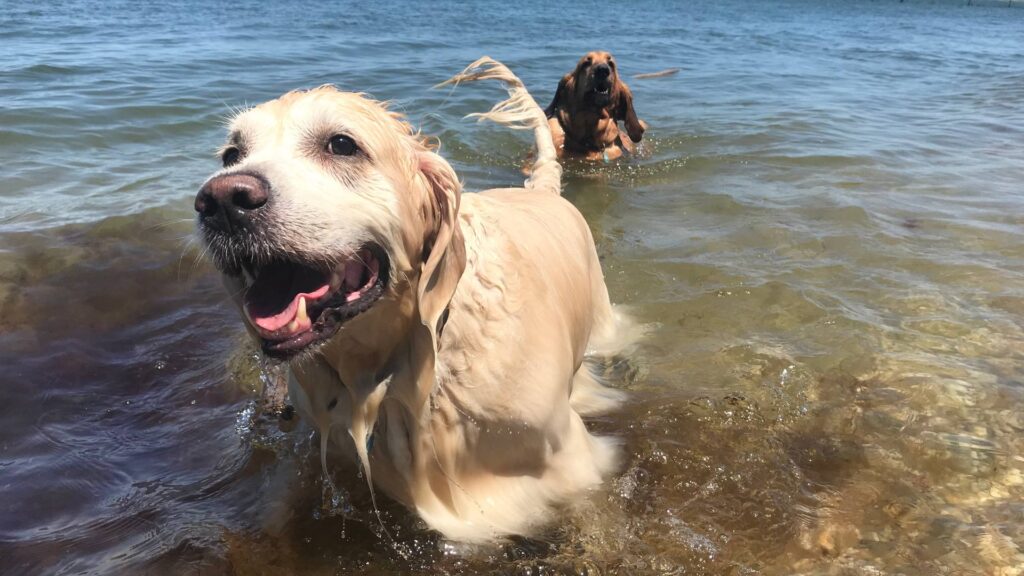 chien a la plage