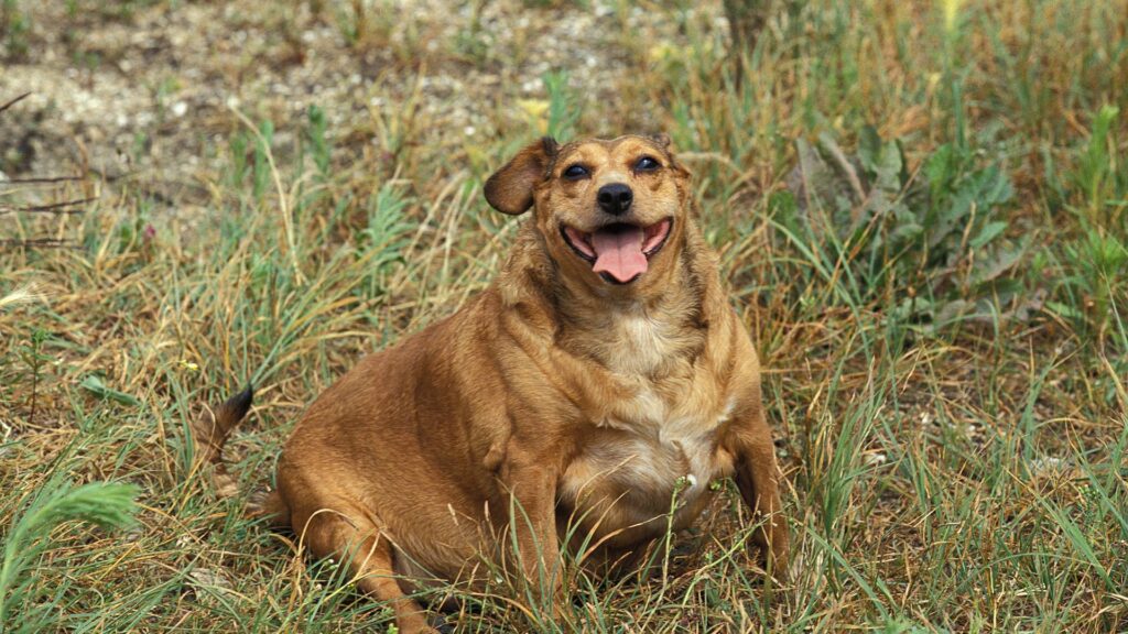 chien assis