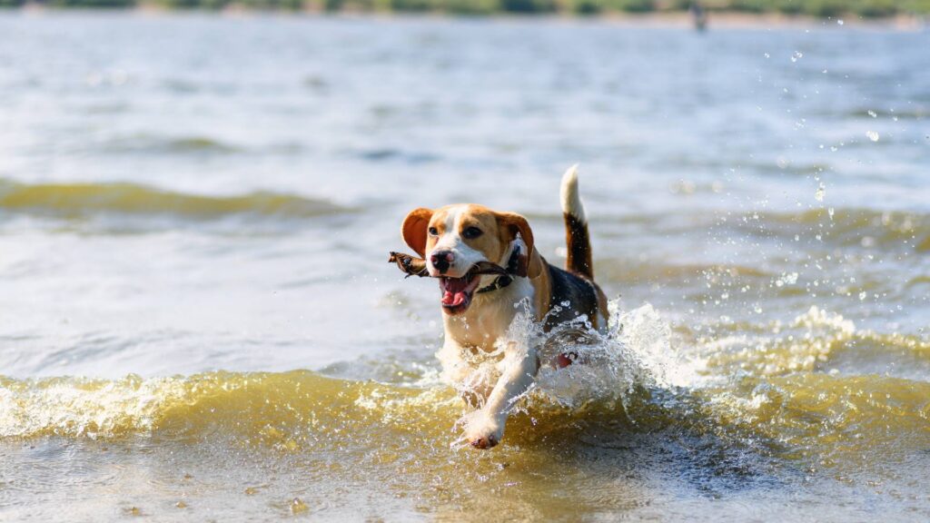 chien au lac