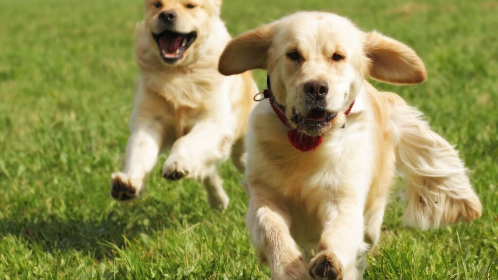chien au parc