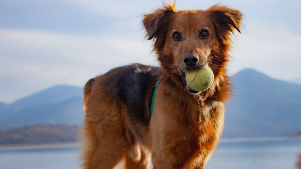 chien avec sa balle