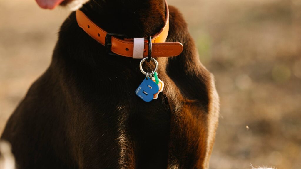 collier chien