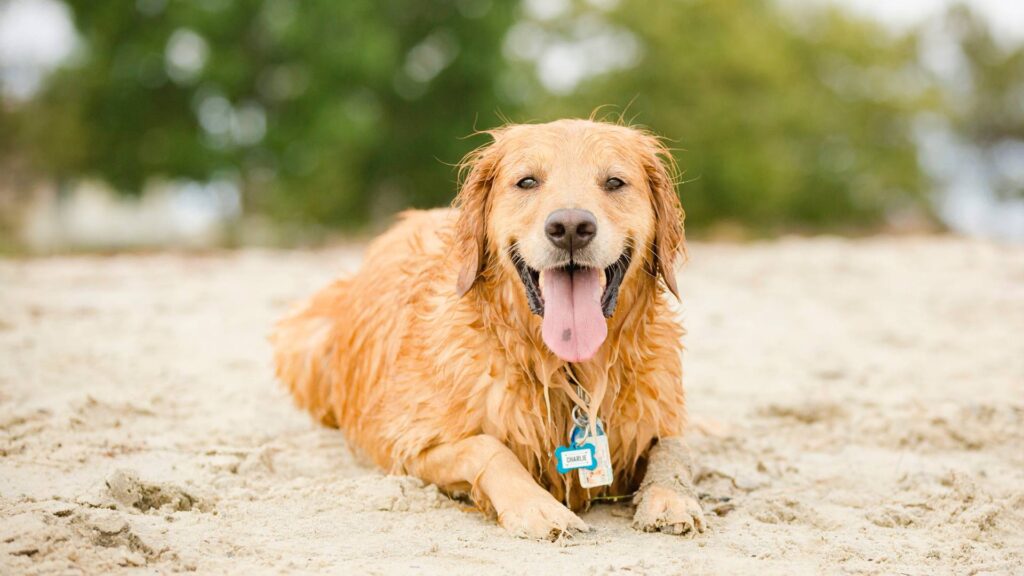 Chien sur la plage