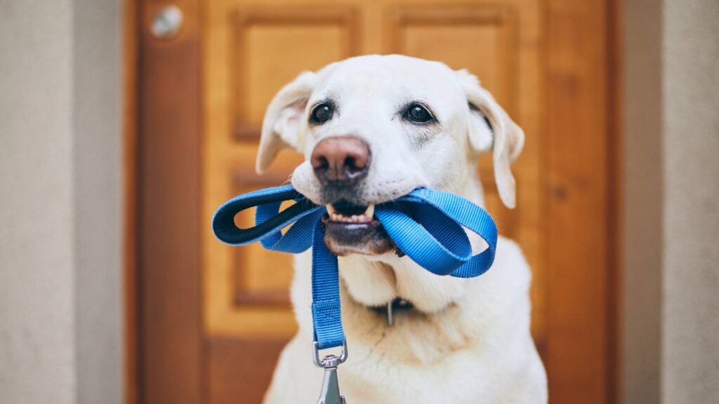 chien en laisse