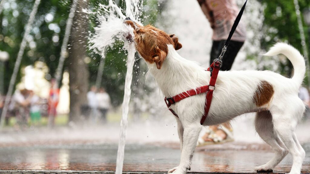 Petit chien qui joue dans la fontaine