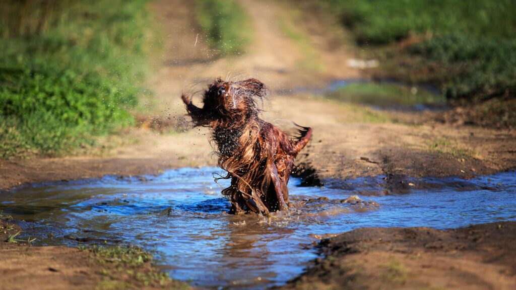 Chien dans une flaque d'eau