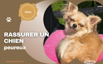 Rassurer un chien peureux grâce à la commande « Touche »