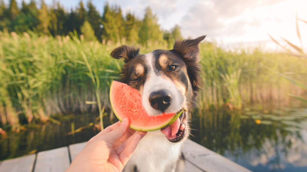 Chien qui goûte une pastèque