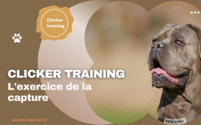 Clicker training : L’exercice de la capture