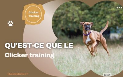 Qu’est-ce que le Clicker training pour chien ?