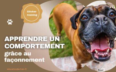 Comment apprendre un comportement au chien grâce au façonnement ?