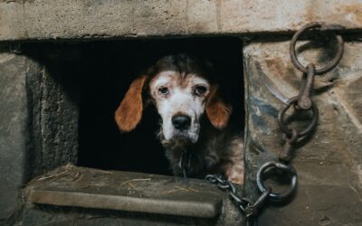 Les lois sur la cruauté envers les animaux : protection des chiens contre la maltraitance.