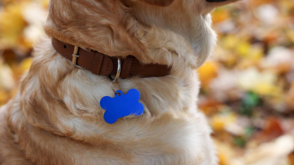 collier chien