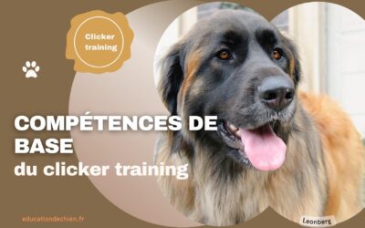Les compétences de base du clicker training pour chien