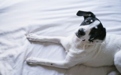 Assurance pour chiens de race pure vs. chiens croisés : y a-t-il une différence ?