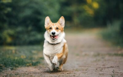 Comment apprendre à son chien à revenir vers nous le plus rapidement possible ?