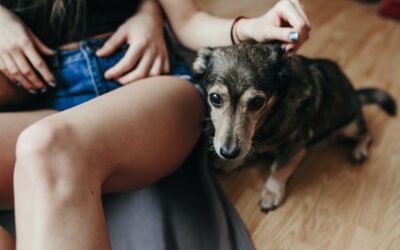 Comment apprendre l’ordre libérateur « OK » à son chien ?