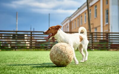 L’éducation canine à travers le jeu