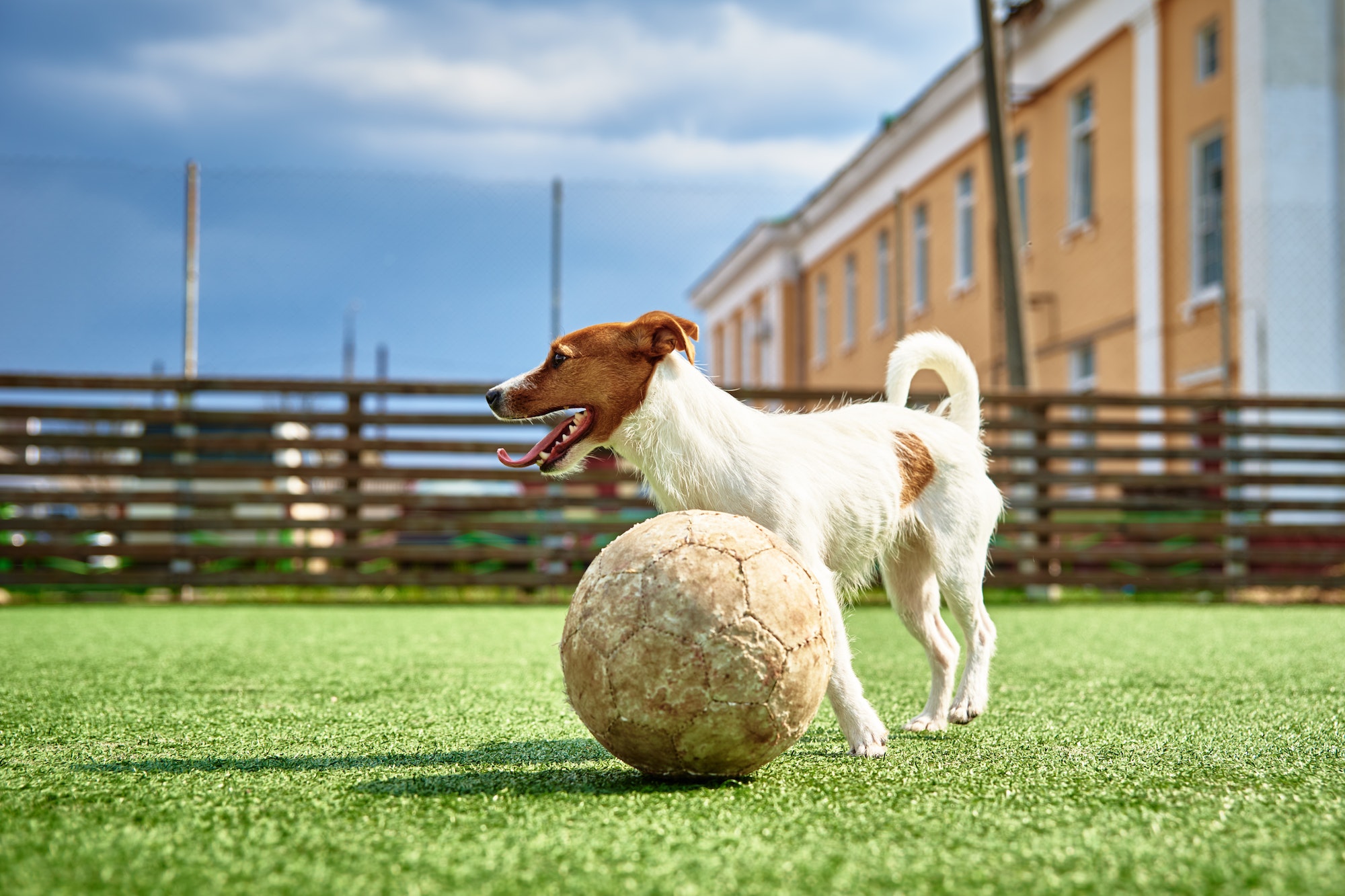 Chien jeu football