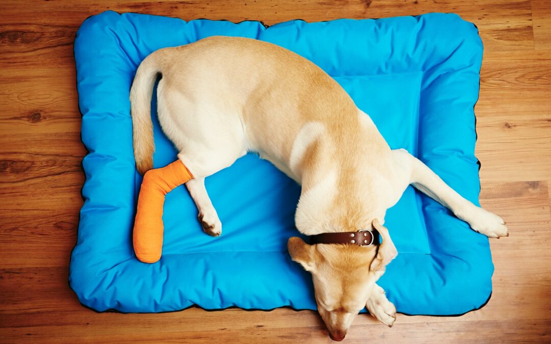 Témoignages : comment l’assurance pour chien a aidé des propriétaires en cas de crise.