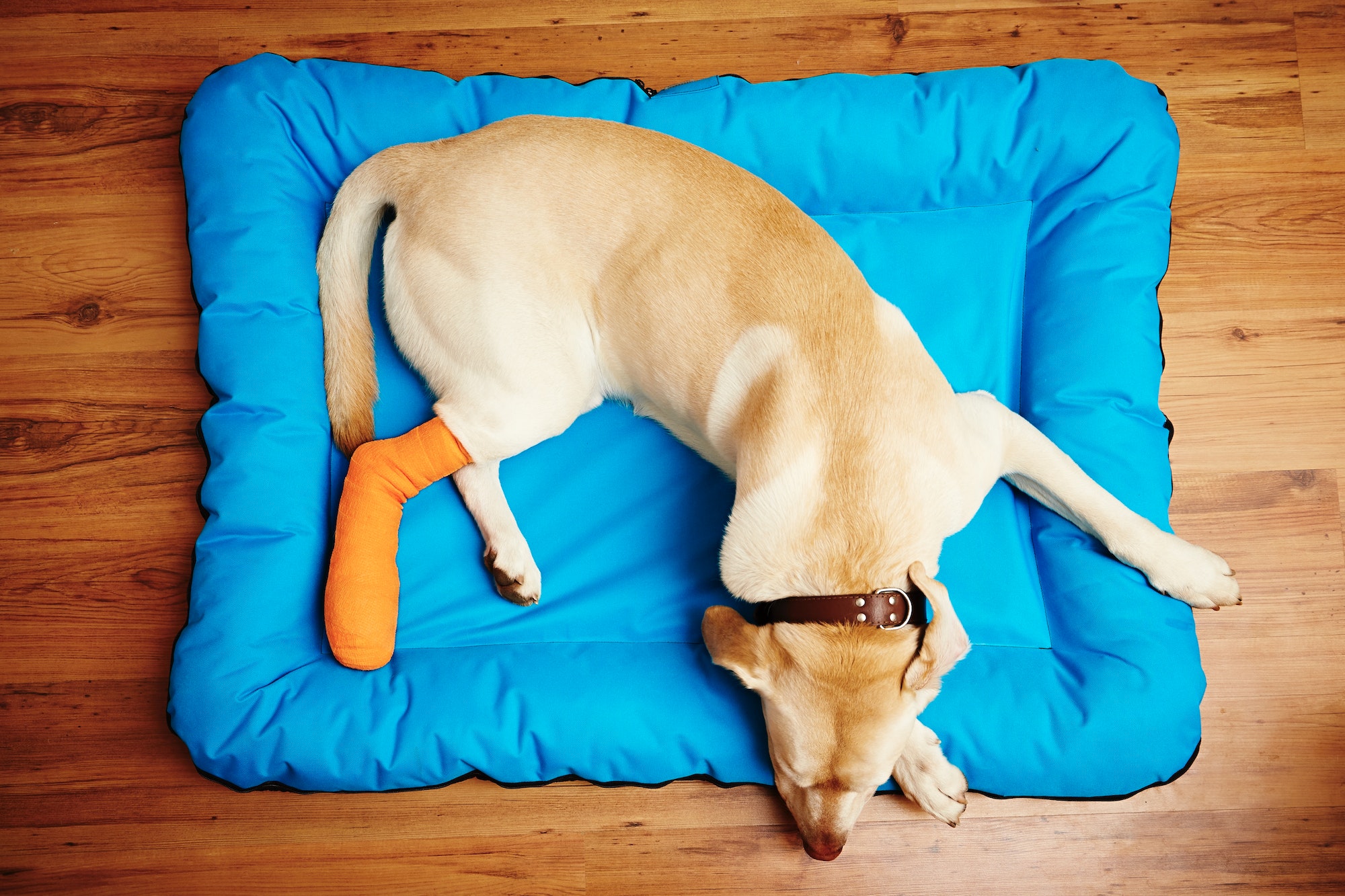 Assurance pour chien