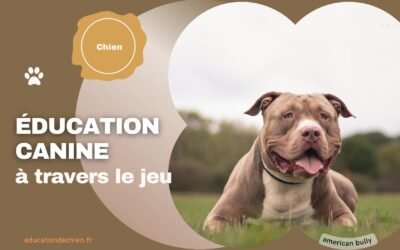 L’éducation canine à travers le jeu