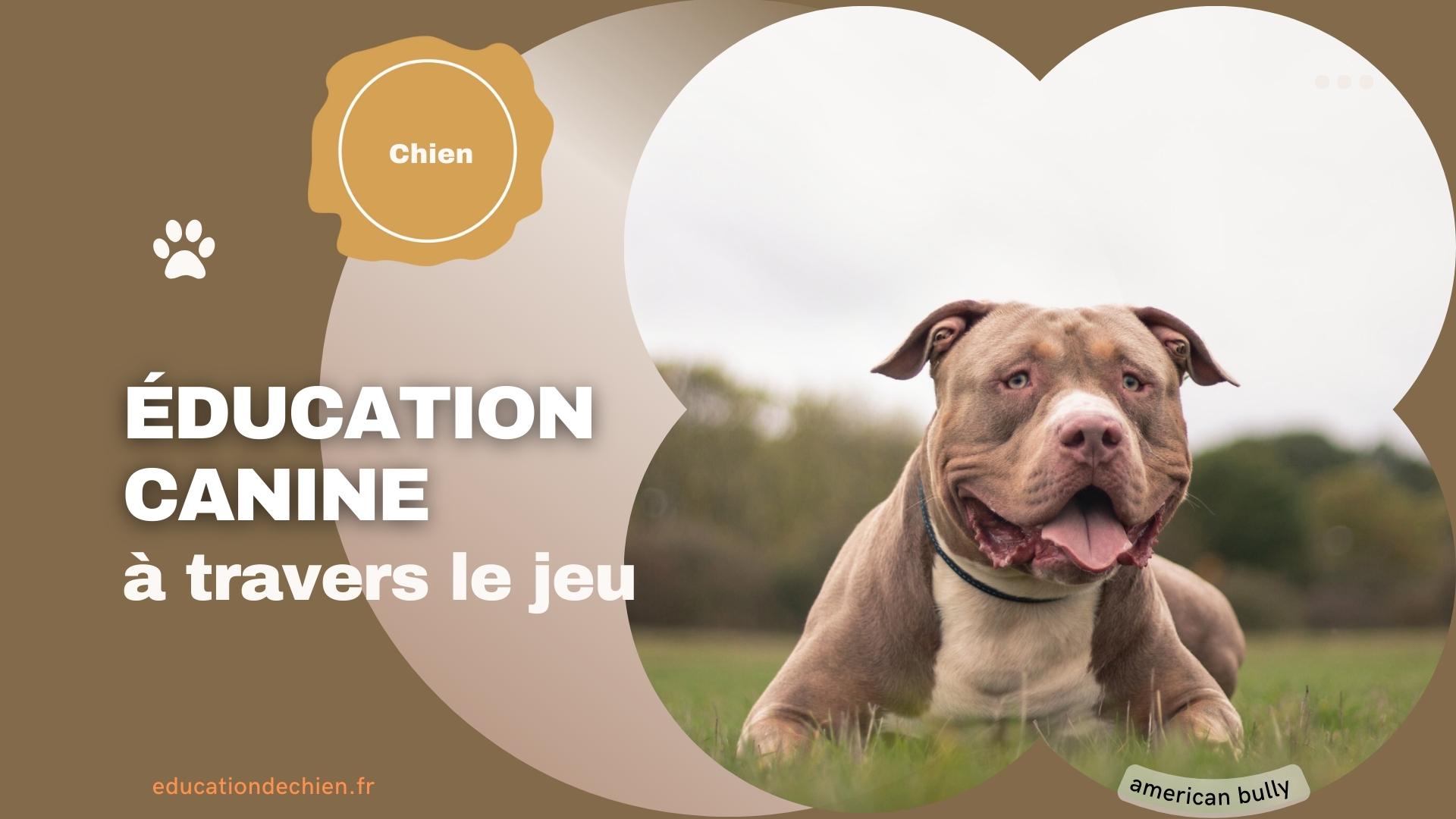 American Bully